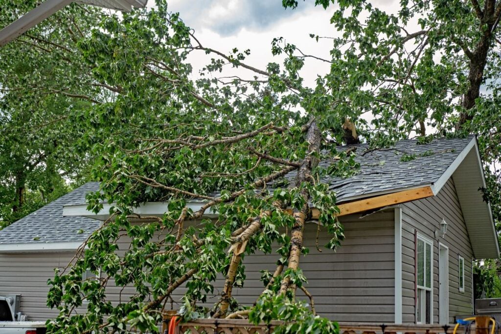 roof water damage tree on top of shingles roof
